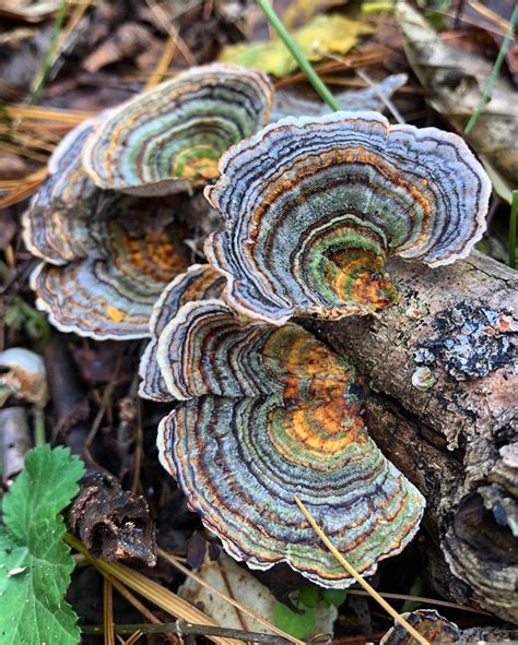 our fave turkey tail trametes versicolor is one of the most popular and widely researched