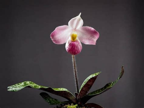 10 Rarest Orchids In The World