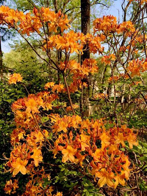Native Azaleas Deserve A Spot In Your Southern Garden