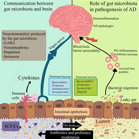 Role Of Microbiota Gut Brain Axis In Neuropsychiatric Disorders