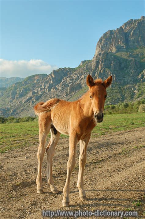 foal - photo/picture definition at Photo Dictionary - foal word and ...