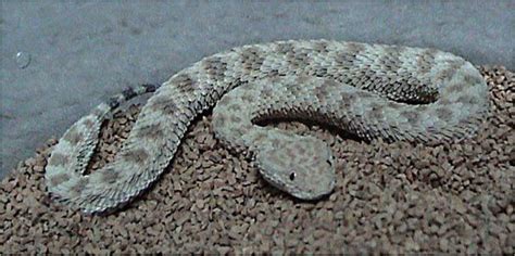 Common Sand Viper Snake Britannica