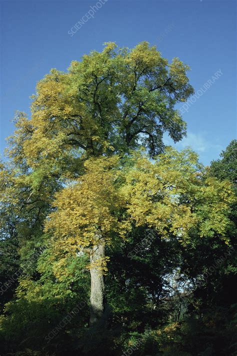 European Ash Tree Fraxinus Excelsior Stock Image B6010677