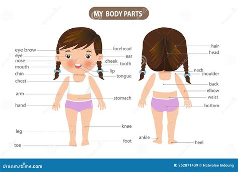 Cartoon Visual Dictionary For Children About The Human Body My Body