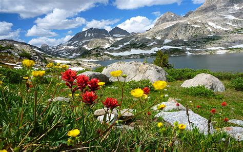 Hd Wallpaper Alpes Dolomites In Italy Spring Wild Flowers Green Grass