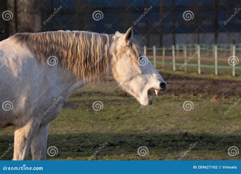 White Horse Yawns Coughs Or Bites In A Fenced Pasture Stock Photo