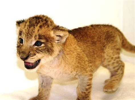 Fotos De Leones Bebés Imagui