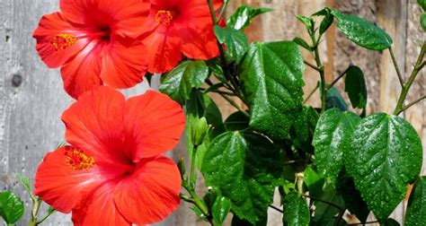 How To Grow Hibiscus In A Pot