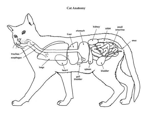 Cat Anatomy Coloring Pages Cat Anatomy Anatomy Coloring Book Cat