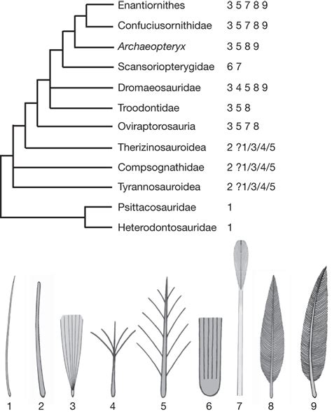Known Feather Morphotypes Across A Simplified Dinosaurian Phylogeny