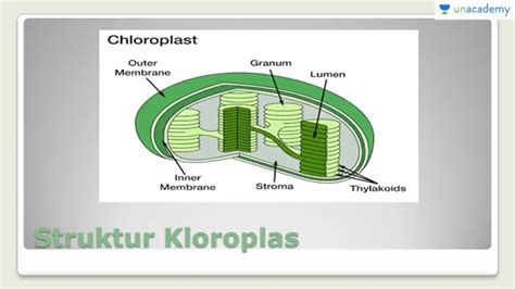 Gambar Sel Tumbuhan Lengkap Struktur Kloroplas Sel Tumbuhan