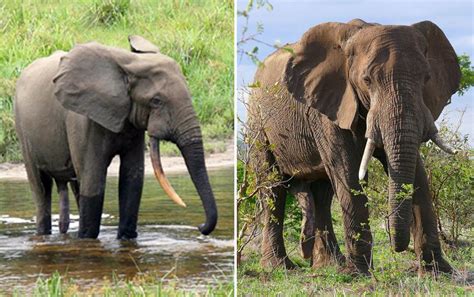 Poaching Habitat Loss Push Africas Elephants To The Brink