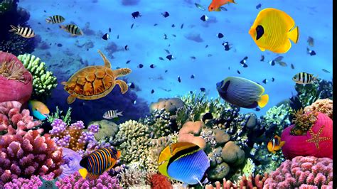 3d Aquarium Wallpaper For Windows 10 Zflas
