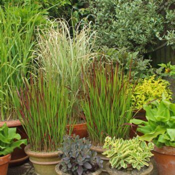 You can buy grasses online for your landscape! Growtrade | Ireland's online source for latest news and ...