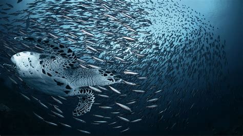 Sea Creatures Wallpaper Wallpapersafari