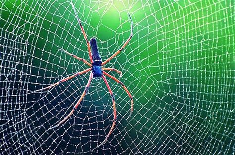 Spider Webs Pattern Bizarre Interesting Articles