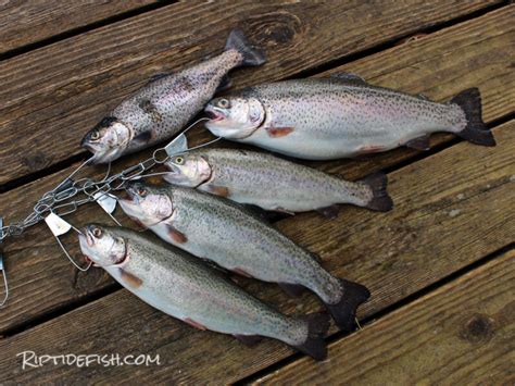 Washington Trout Fishing Options Fall 2020