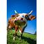 Wallpaper White And Brown Dairy Cattle Photo Cow Funny • 