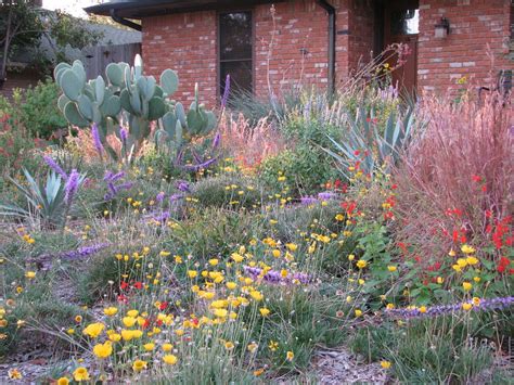 Texas Native Plant Garden Designs Sorghastrum Nutans Indian Grass