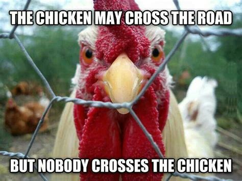 40 Best Chicken Memes Images On Pinterest Chicken Coops Chicken Coop Run And Chicken Humor