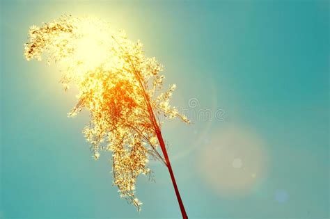 Reed Against The Big Sun In The Evening Tall Grass Blue Sky And