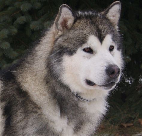 Alaskan Malamute My Favorite Dog Animals Pinterest