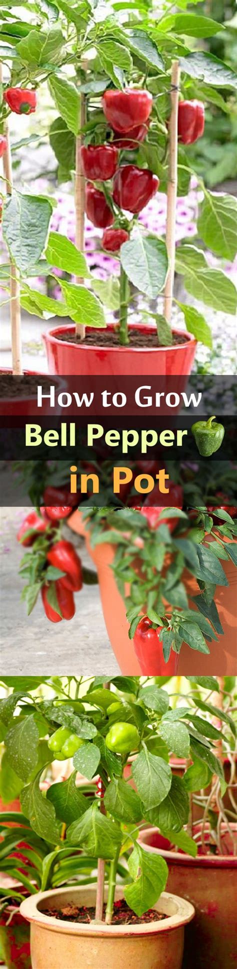 How To Grow Bell Peppers In Pots Home Design Garden