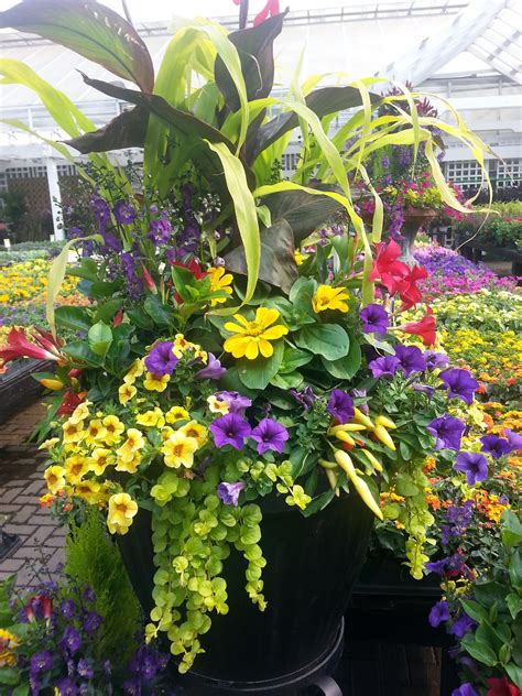 Planting perennials for shade at the right time is essential. Summer container to brighten any sunny space | Garden ...
