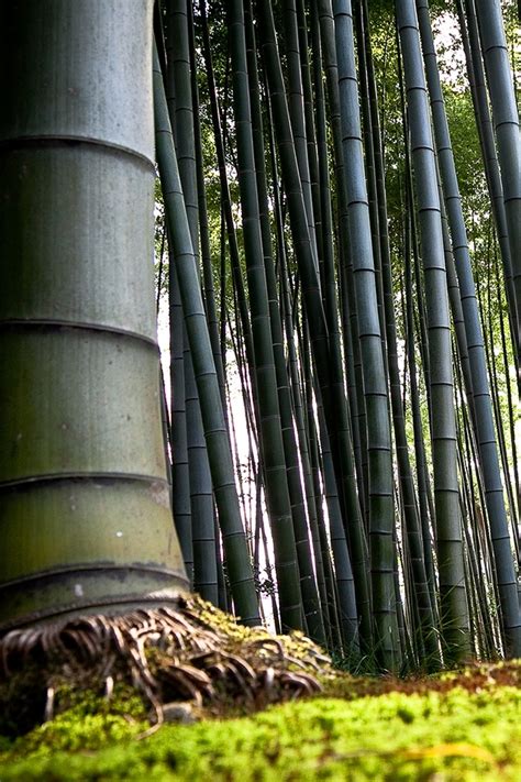 Bamboo The Great Renewable Resource Products I Love Nature Tree