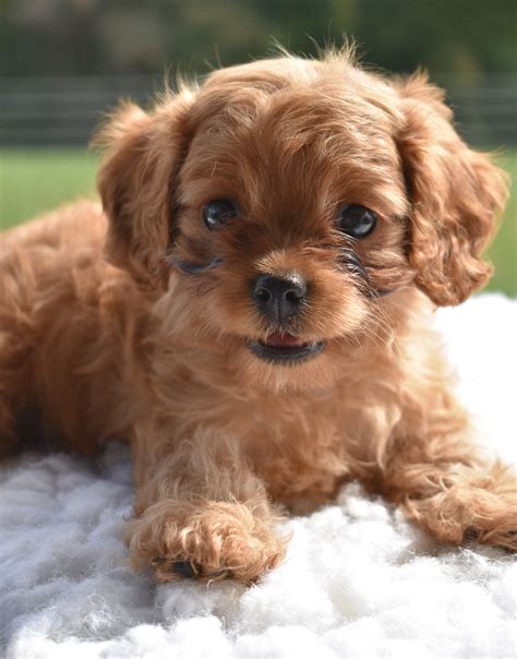Cheerful #Cavapoo | Cavapoo puppies, Puppies, Lancaster puppies