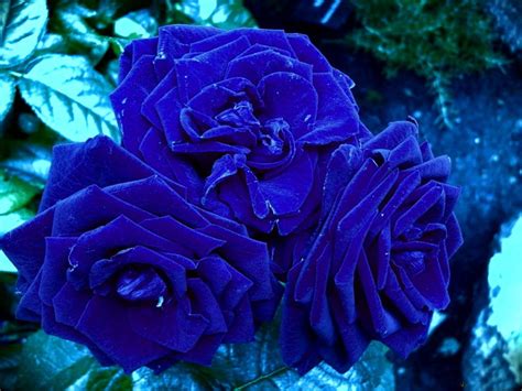 Free Download Dark Blue Flower Wallpaper By Aquabluejay On Deviantart