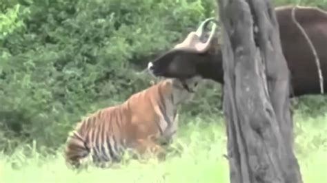 The Best Fighting Between Tiger Vs Buffalo To Death Animal Attack