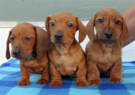 Dachshund Puppies For Sale In Pa Under 300 Petsidi