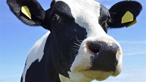 Woman Named Daisy Cowit Crashes Jeep Into Herd Of Cows Daily Telegraph