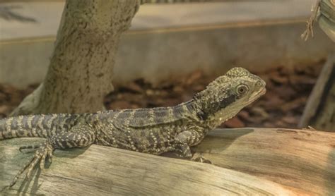 As lizards go, these animals are relatively simple to care. Reptiles | Fins and Feathers Inc.- Honesdale, PA