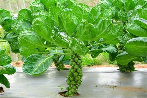 Tips For Successfully Growing Brussels Sprouts Facty