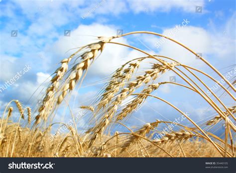 Autumn Wheat Field Close Up Stock Photo 35440105 Shutterstock