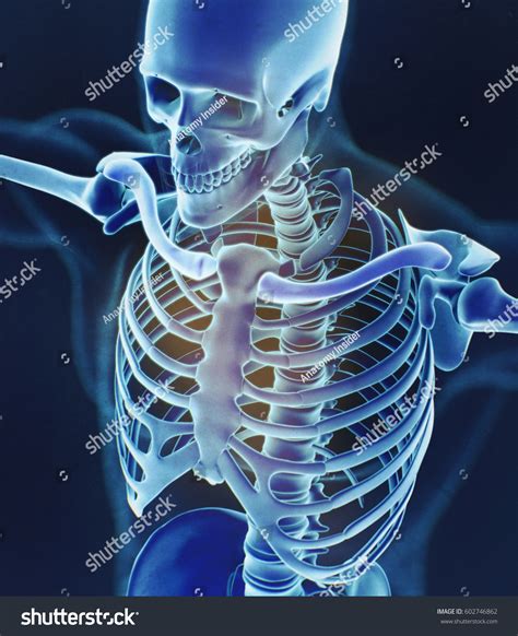 Human Skeleton Anatomy Torso Skeletal Structure ภาพประกอบสต็อก