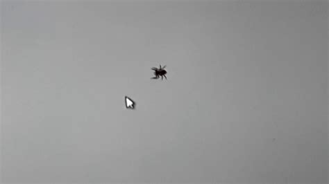 Spider Vs Mouse Youtube
