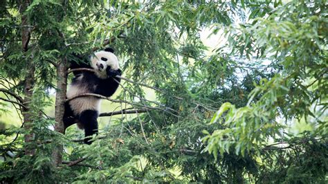 Decoding Pandas Come Hither Calls The New York Times