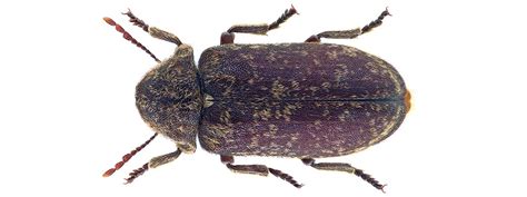 Death Watch Beetle Xestobium Rufovillosum Identification Guide