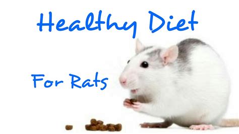 Healthy Diet For Pet Rats Rattiepedia Episode 12 Youtube