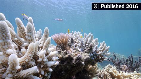 Bleaching May Have Killed Half The Coral On The Northern Great Barrier