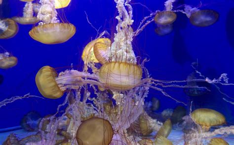 Jellyfish Jellyfish Exhibit At Aquarium Of The Pacific Chris Flickr