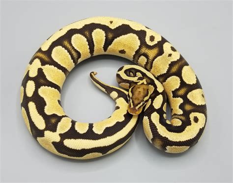 Orange Dream Fire Arroyo Het Pied Ball Python By Milbradt And Caponetto Pythons Morphmarket