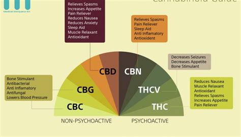 Article What Is The Endocannabinoid System Cbd Hemp Oil Facts