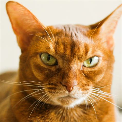8 Orange Cat Breeds Every Tabby Lover Should Know About Daily Paws
