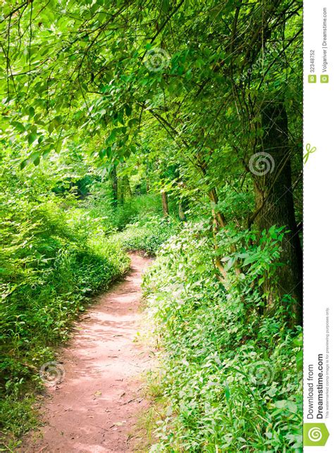 Footpath In Summer Green Forest Stock Photo Image Of Lush Plant