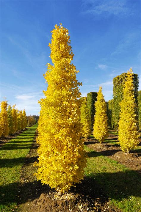 Columnar Ginkgo Trees For Sale Online The Tree Center