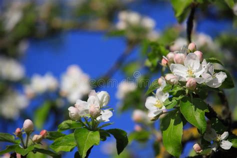 Flowering Apple Tree Stock Image Image Of Apple Flora 119955065